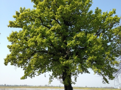 albero1